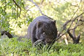 Common Wombat (Vombatus ursinus), Wilson promontory, Victoria, Australia