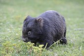 Common Wombat (Vombatus ursinus), Wilson promontory, Victoria, Australia