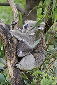 Koala (Phascolarctos cinereus) female and young in a Eucalyptus, Australia