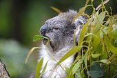 Koala (Phascolarctos cinereus) eating a leaf of Eucalyptus, Australia