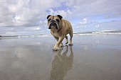 English bulldog walking on a beach. Australia
