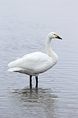 Bewicks swan (Cygnus bewickii), single bird standing in water, Slimbridge, Gloucestershire