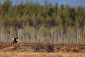 Black grouse (Tetrao tetrix), single male in marsh land, Finland