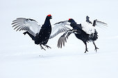 Black grouse, Tetrao tetrix, two males fighting on snow, Finland