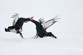 Black grouse, Tetrao tetrix, two males fighting on snow, Finland, April 2013