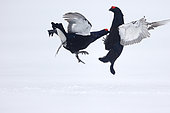 Black grouse, Tetrao tetrix, two males fighting on snow, Finland