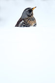 Fieldfare (Turdus pilaris), single bird in snow, Warwickshire