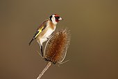 Goldfinch (Carduelis carduelis), Single bird on Teasel, Warwickshire