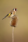 Goldfinch (Carduelis carduelis), Single bird on Teasel, Warwickshire