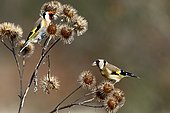 Goldfinch (Carduelis carduelis), Single bird on Burdock, Warwickshire,