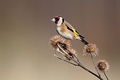 Goldfinch (Carduelis carduelis), Single bird on Burdock, Warwickshire,