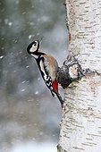 Great-spotted woodpecker, Dendrocopos major, Single female on Silver birch in snow, Warwickshire