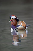 Mandarin duck (Aix galericulata), single male on water, Warwickshire