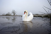 Mute swan (Cygnus olor), single bird on water, Warwickshire
