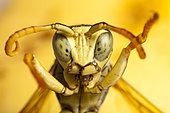 Papaer Wasp (Polistes biglumis) male in defensive posture, France