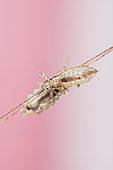 Head lices ( Pediculus humanus capitis ) clinging to the hair.