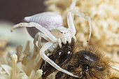 Crab spider ( Thomisus onustus ) capturing a Bee, France