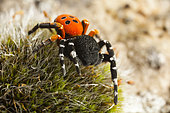 ladybird spider (Eresus kollari) male, France