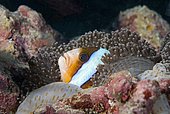 Skunk Clownfish (Amphiprion akallopisos) in its Anemone, Great Barrier Reef, Australia.