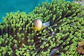 Skunk Clownfish (Amphiprion akallopisos) in anemone
