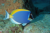 Powderblue surgeonfish (Acanthurus leucosternon), Seychelles
