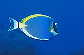 Powderblue surgeonfish (Acanthurus leucosternon), Seychelles