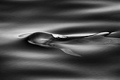 Short finned pilot whale (globicephala macrocephalus) A young pilot whale surfacing in a silky sea. Canary Islands