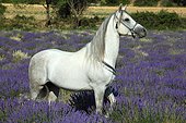 Thoroughbred Arab in a field of lavender, Provence, France