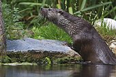 Portrait of European Otter (Lutra Lutra) off water. Hunawihr, Alsace, France