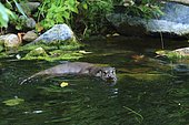 European Otter (Lutra Lutra) in water. Hunawihr, Alsace, France