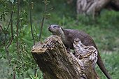 European Otter (Lutra Lutra) on a dead tree. Hunawihr, Alsace, France