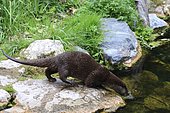 European Otter (Lutra Lutra) at the water's edge. Hunawihr, Alsace, France