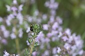 Longhorn Moth (Adela australis), Ardeche, France