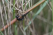 Ant and Aphids on stem in the Garrigue, Ardèche, France