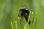 Noon fly (Mesembrina meridiana) on Horsetail, PNR of the volcanoes of Auvergne, France