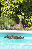 Mallard (Anas platyrhynchos) , first bath newborn ducklings hatched in vegetation bordering a private pool, Mulhouse, France.