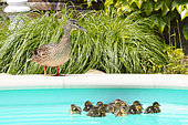Mallard (Anas platyrhynchos) , first bath newborn ducklings hatched in vegetation bordering a private pool, Mulhouse, France.