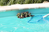 Mallard (Anas platyrhynchos) , first bath newborn ducklings hatched in vegetation bordering a private pool, Mulhouse, France.