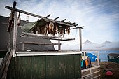 Cod drying on the island of Ammassalik, Greenland