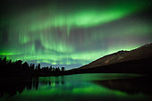 Aurora borealis, reflections and Scots pines, Tromsø area, Norway
