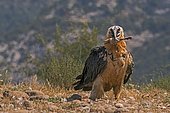 Bearded Vulture or Lammergeyer (Gypaetus barbatus) adult with leg bone Spanish Pyrenees. This bird swallowed five of these leg bones whole - they have the ability to dissolve the bone in their stomachs within 24 hrs.