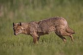 Golden jackal (Canis aureus), Marauding adult in the countryside in the spring, Danube Delta, Romania