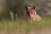 Golden jackal (Canis aureus), Portrait of a marauding adult in the countryside in the spring, Danube Delta, Romania