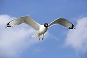 Pallas's Gull (Larus ichthyaetus), In flight against sky in spring, Danube Delta, Romania