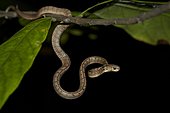 Dog-toothed cat snake (Boiga cynodon), young on a branch, Bali, Indonesia