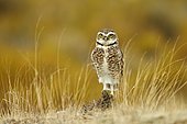 Burrowing owl (Speotyto cunicularia), Punta Norte, Argentina