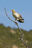 Egyptian vulture (Neophron percnopterus), adult on a branch, near Huesca, Spain