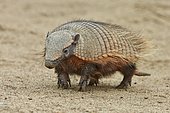 Large Hairy armadillo (Chaetophractus villosus), standing on tiptoe, Punta Norte, Valdes Peninsula, Argentina