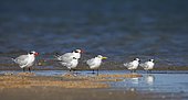 Caspian tern (Sterna caspia), Sandwich tern (Sterna sandvicensis) and Royal tern (Sterna maxima), Bay of Dakhla, Western Sahara