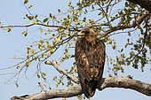 Tawny Eagle (Aquila rapax) in wait on a branch, South Africa